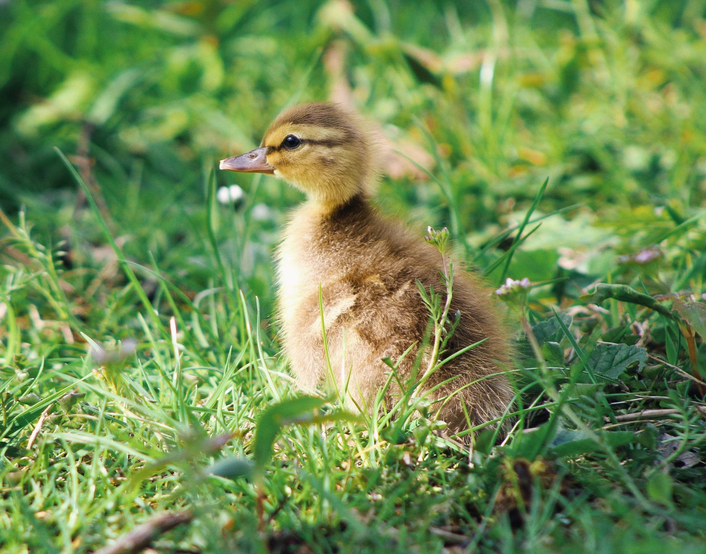 Tierschutz_Küken