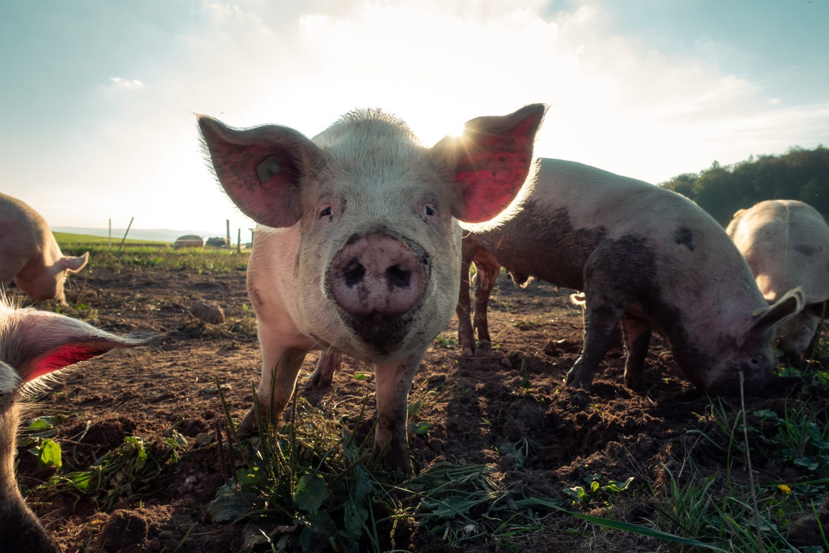 Schwein_Tierhaltung