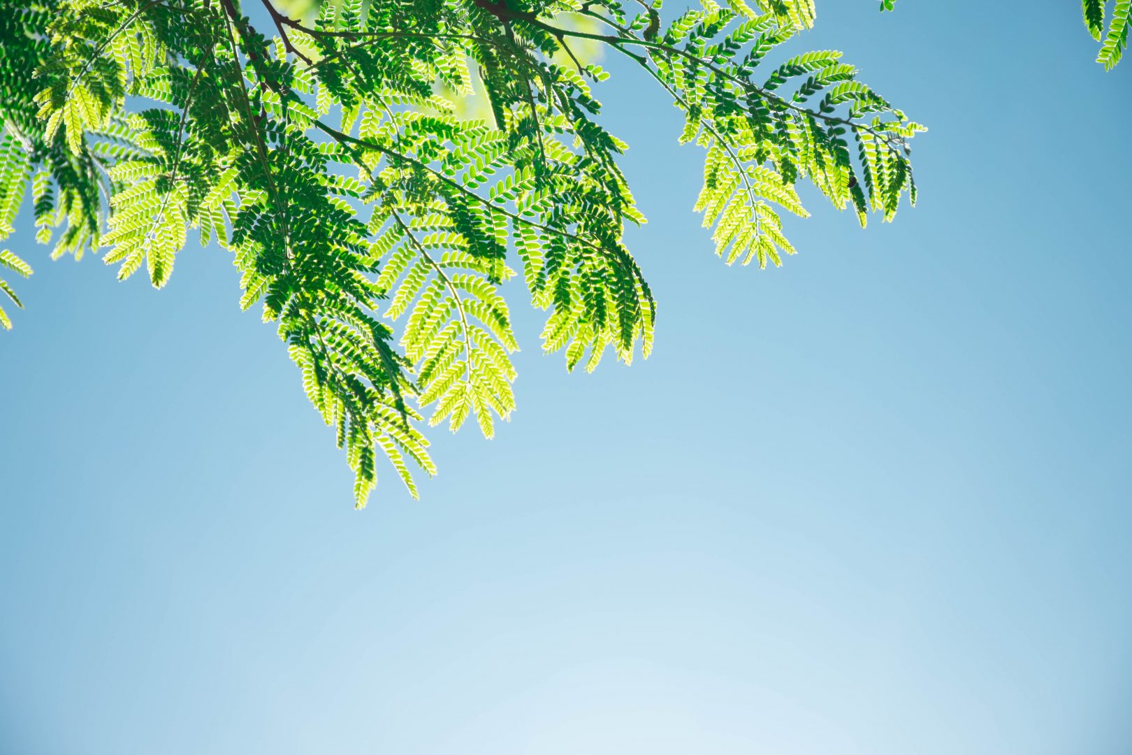 Blick nach oben in einen blauen Himmel und die sonnenbeschienenen Blätter eines Baumes